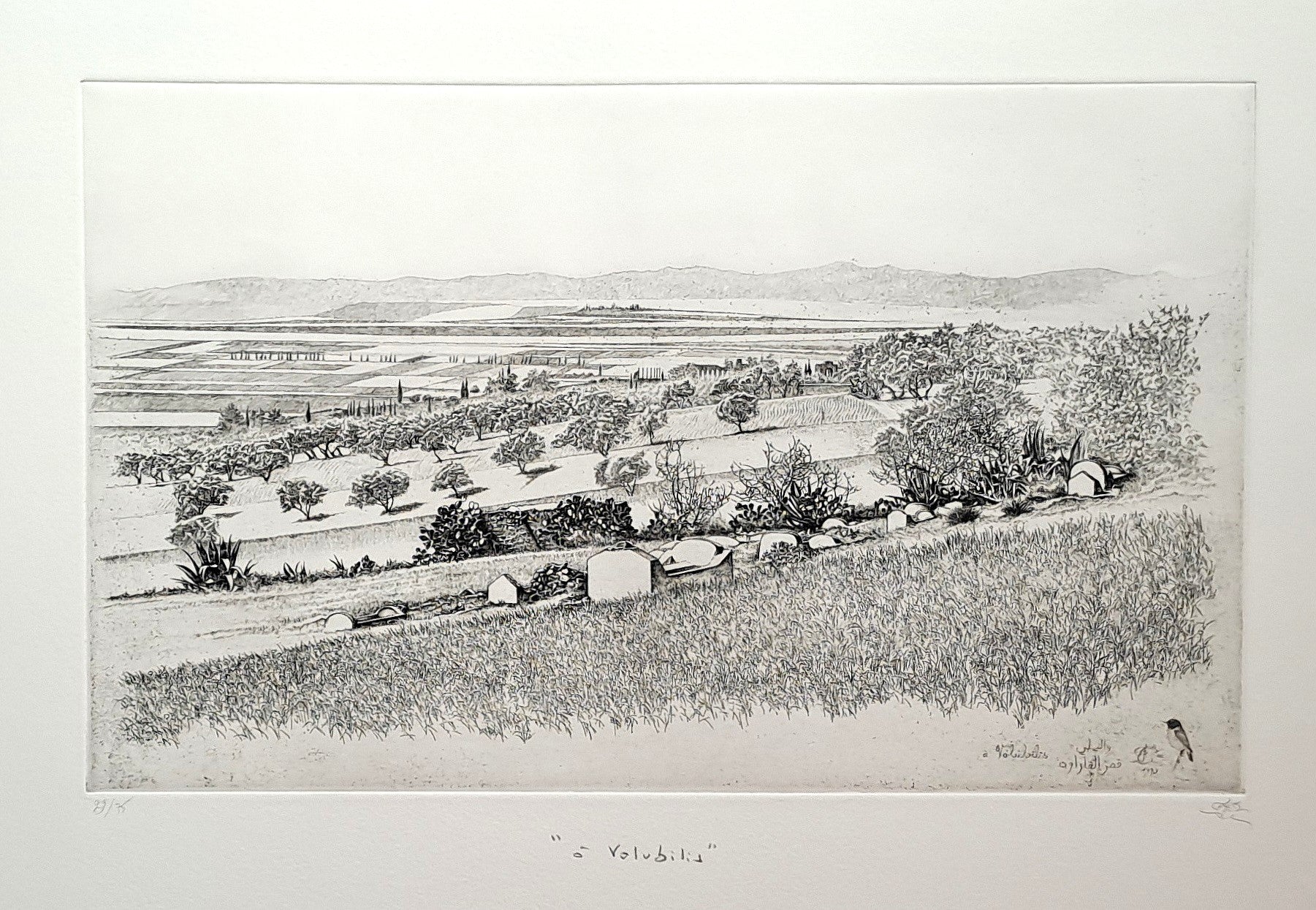 MAES David. A volubilis. Gravure signée.