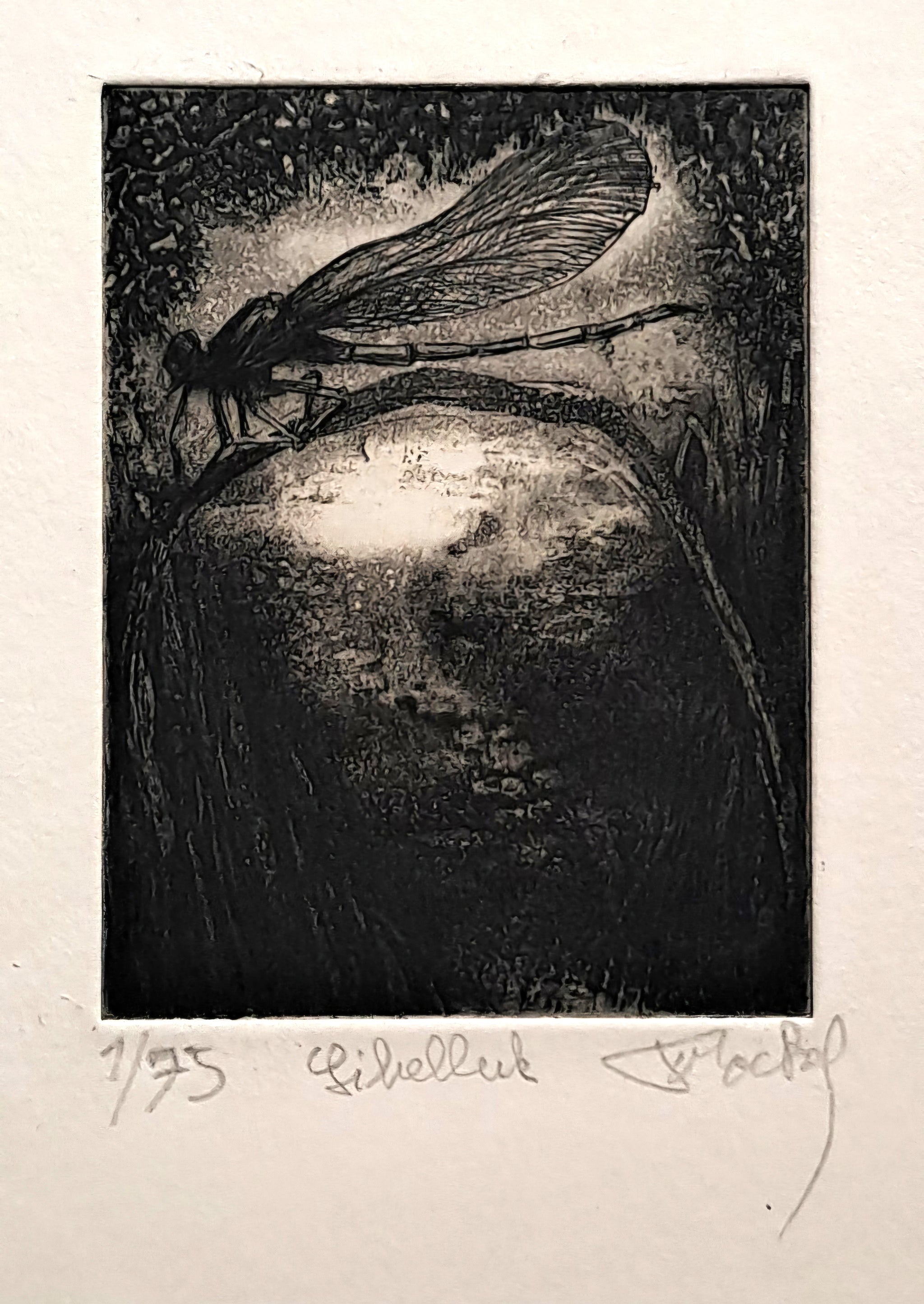 MONTIEL Patricia. Libellule. Gravure signée.