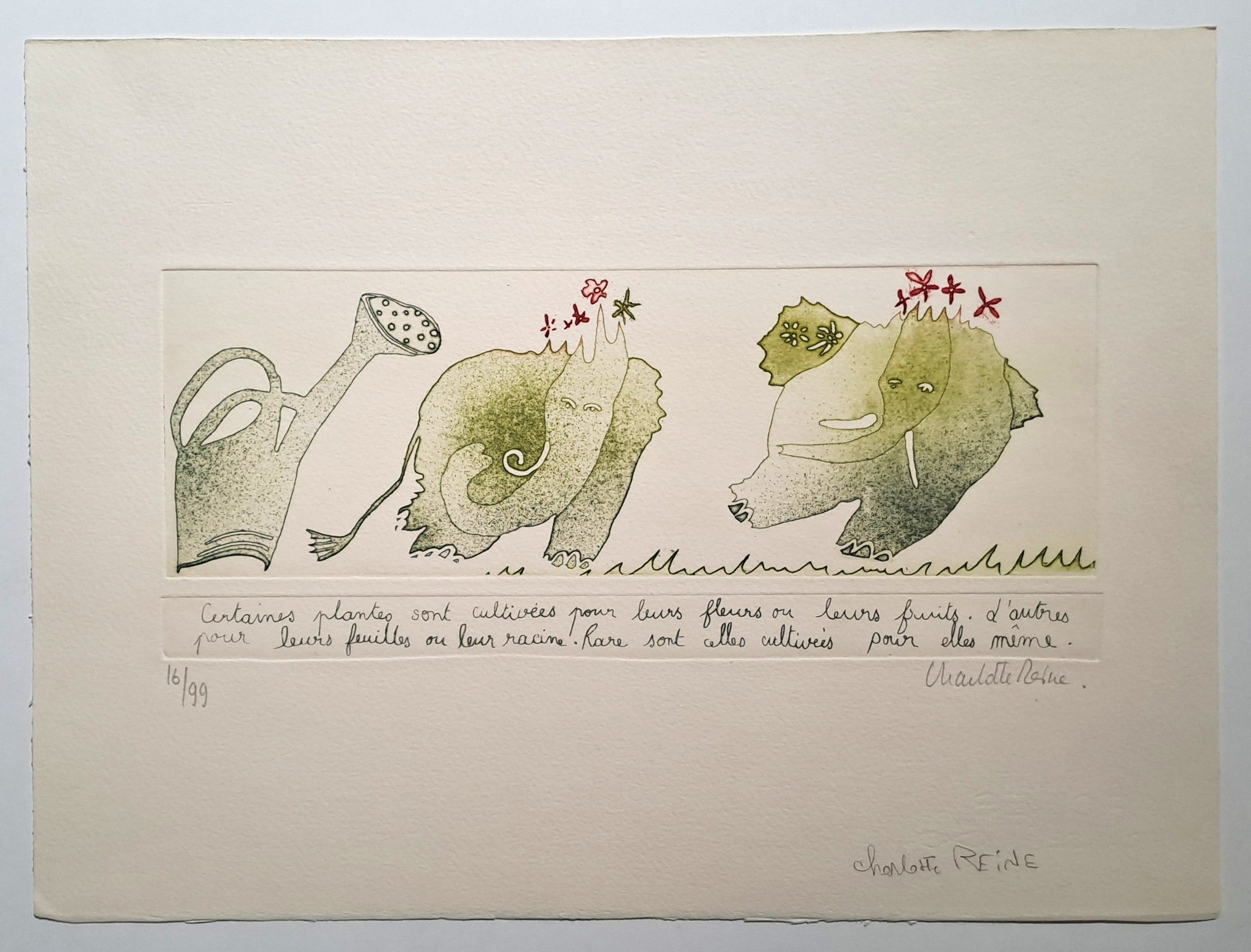 REINE Charlotte. Certaines plantes. Gravure signée.