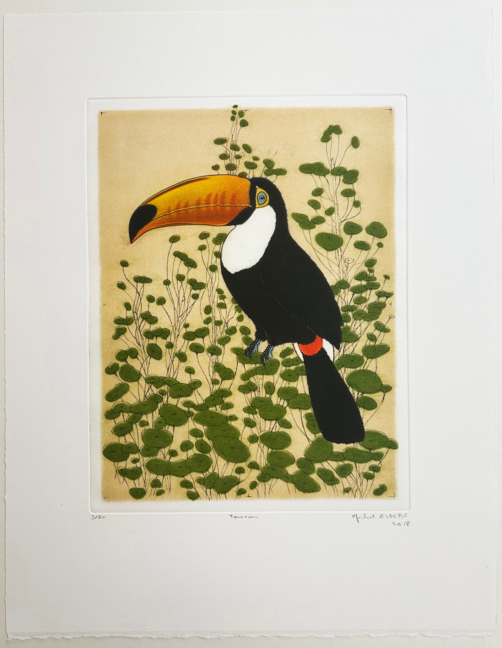 Toucan. 2018.