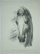 Charger l'image dans la galerie, Têtes de chevaux dessinés d'après nature.