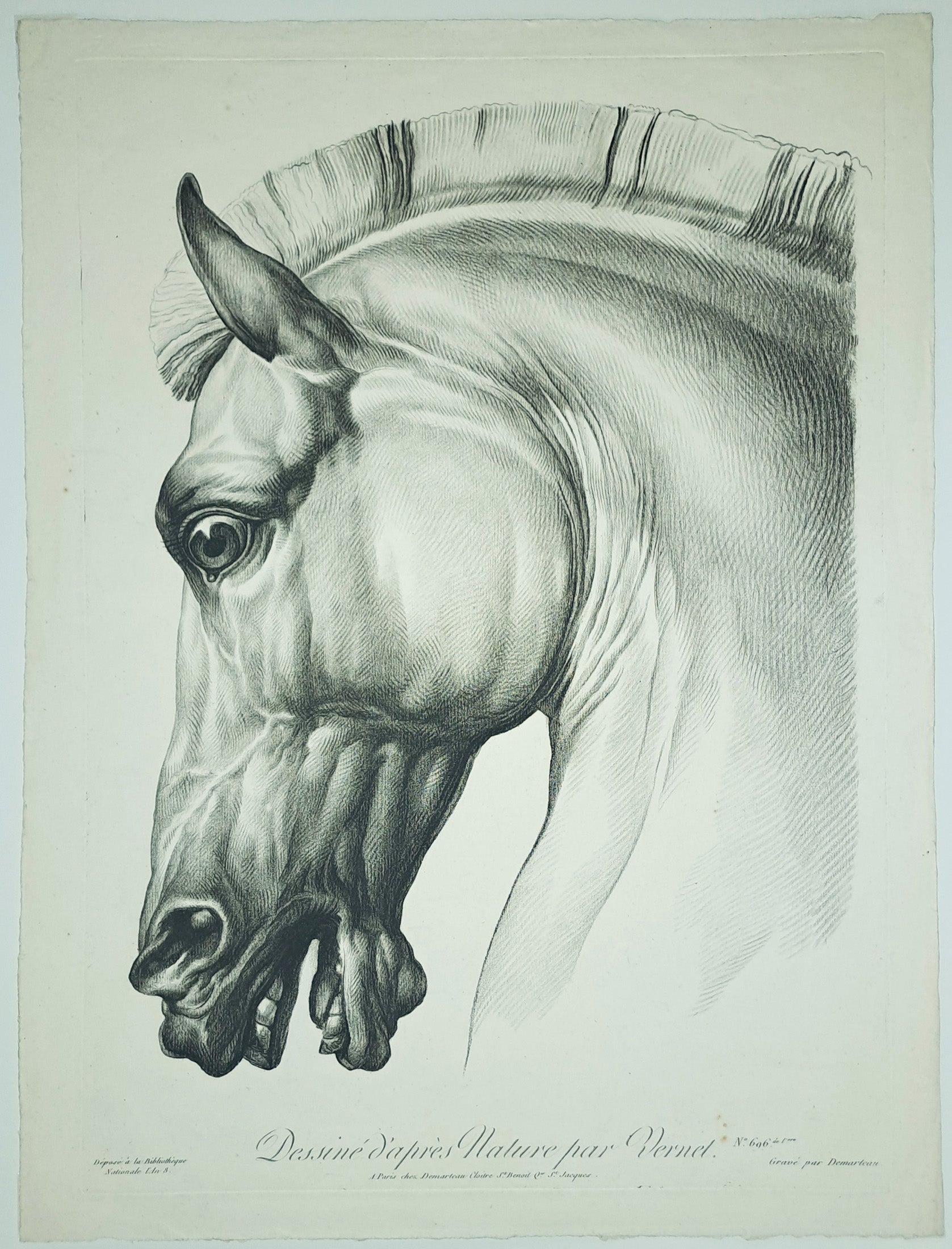 Têtes de chevaux dessinés d'après nature.