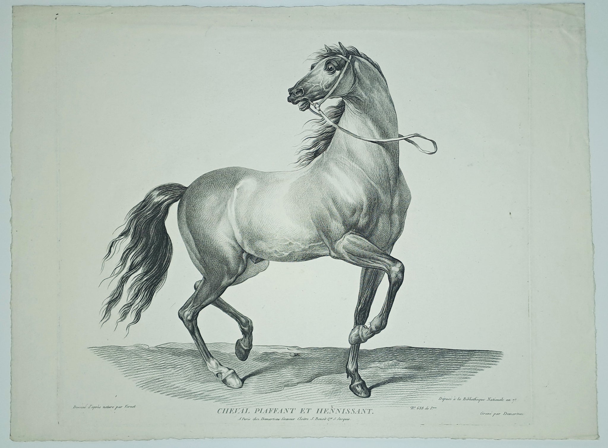 Cheval piaffant et hénissant.