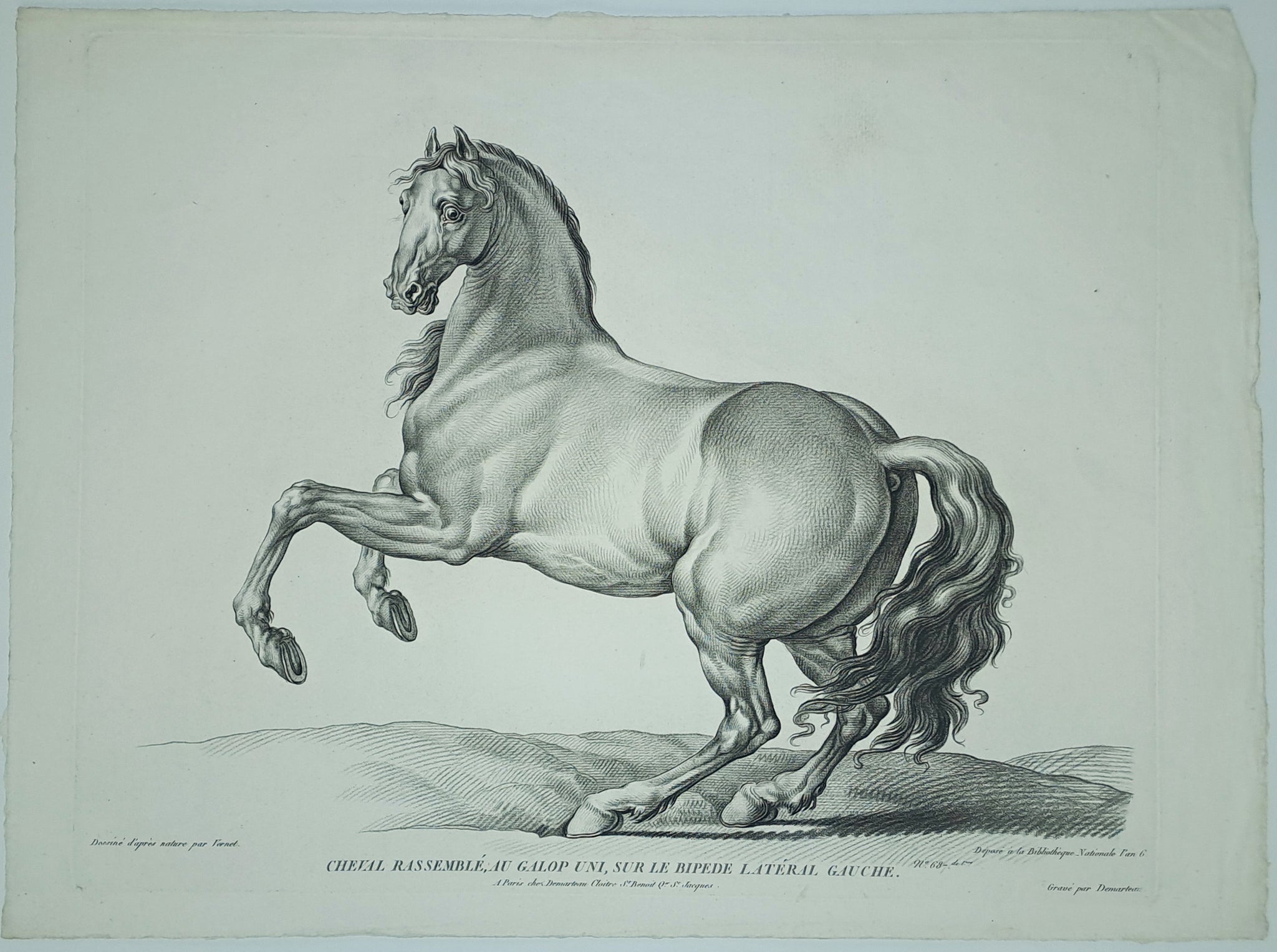 Cheval rassemblé, au galop uni, sur le bipède latéral gauche.