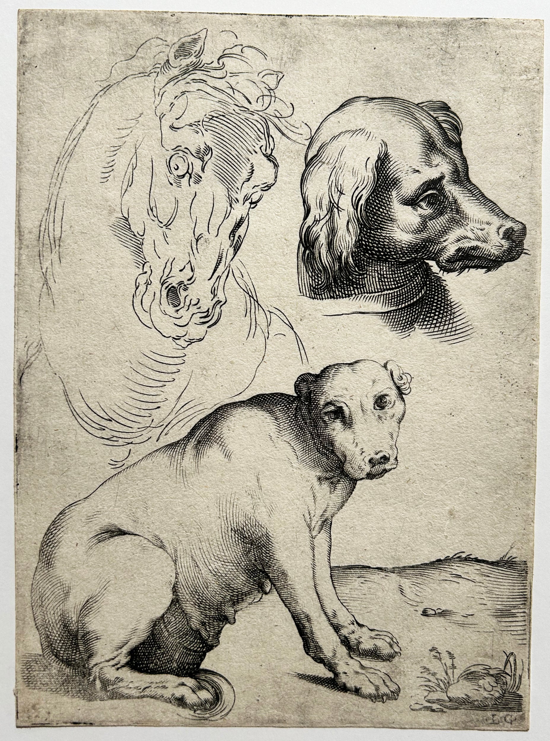 CIAMBERLANO Luca  Etudes de deux chiens et d'un cheval. c.1600-1625. Gravure d'après Agostino CARRACCI.