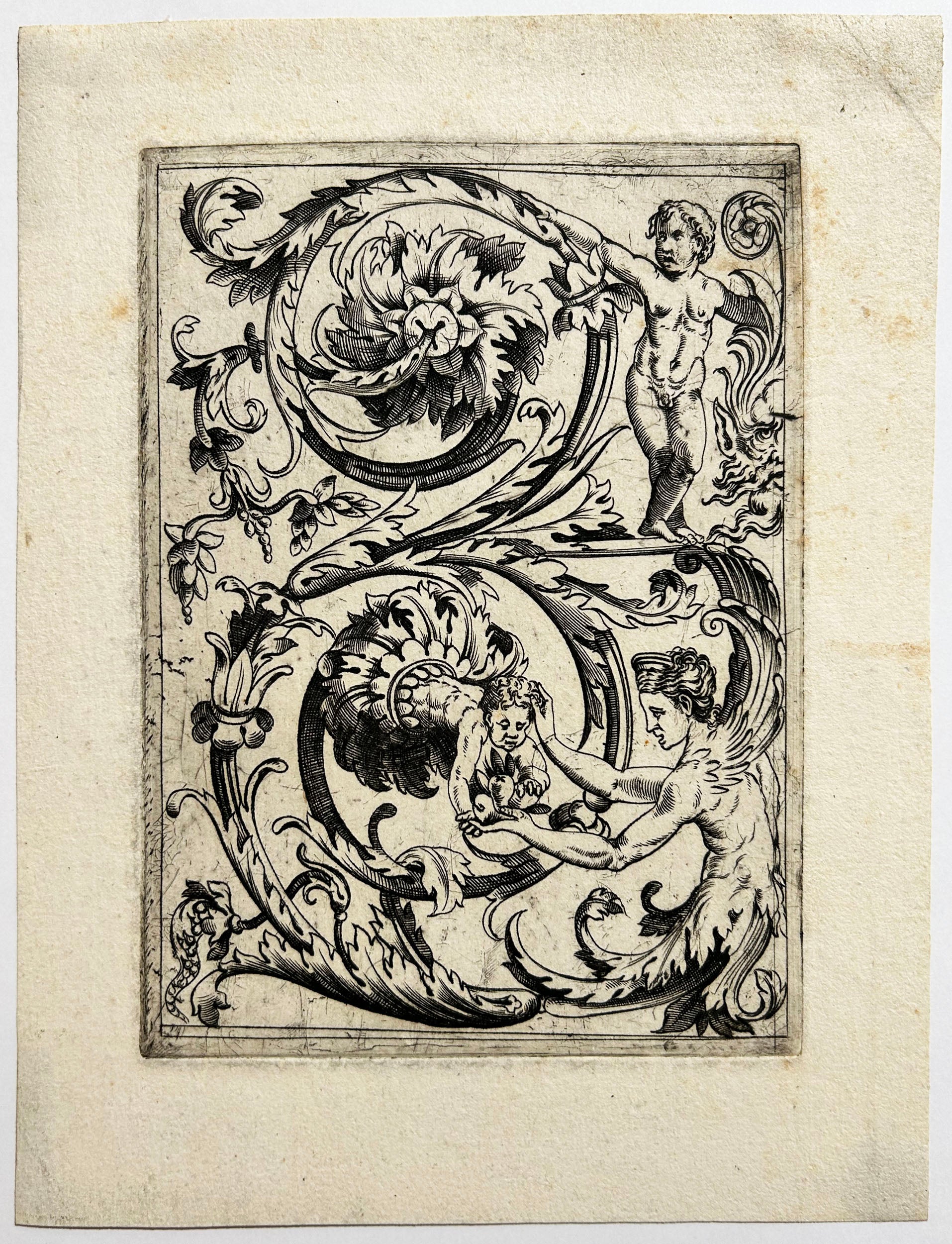 Acanthus ornement.
