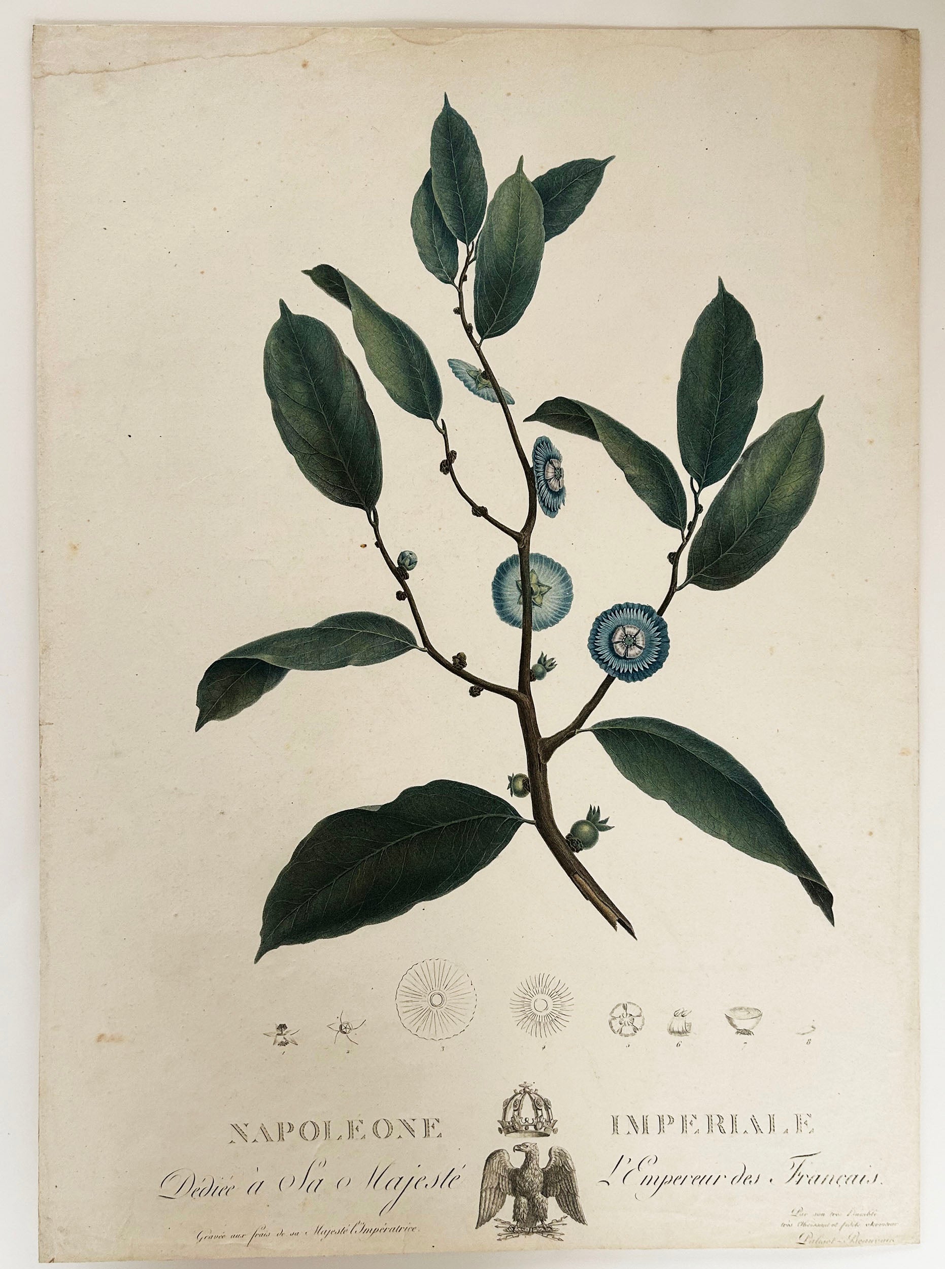 Napoleone Imperiale. Dédiée à Sa Majesté l'Empereur des Français. 1804.