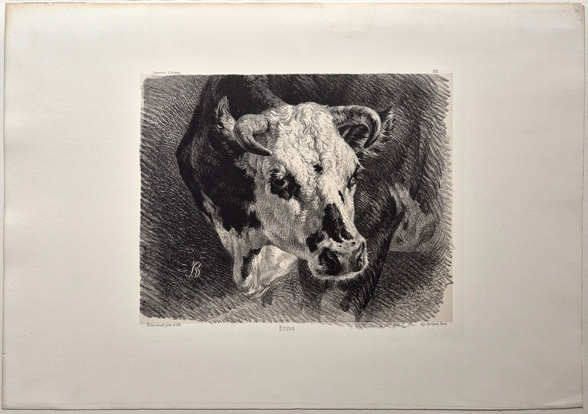 Etude de tête de vache.