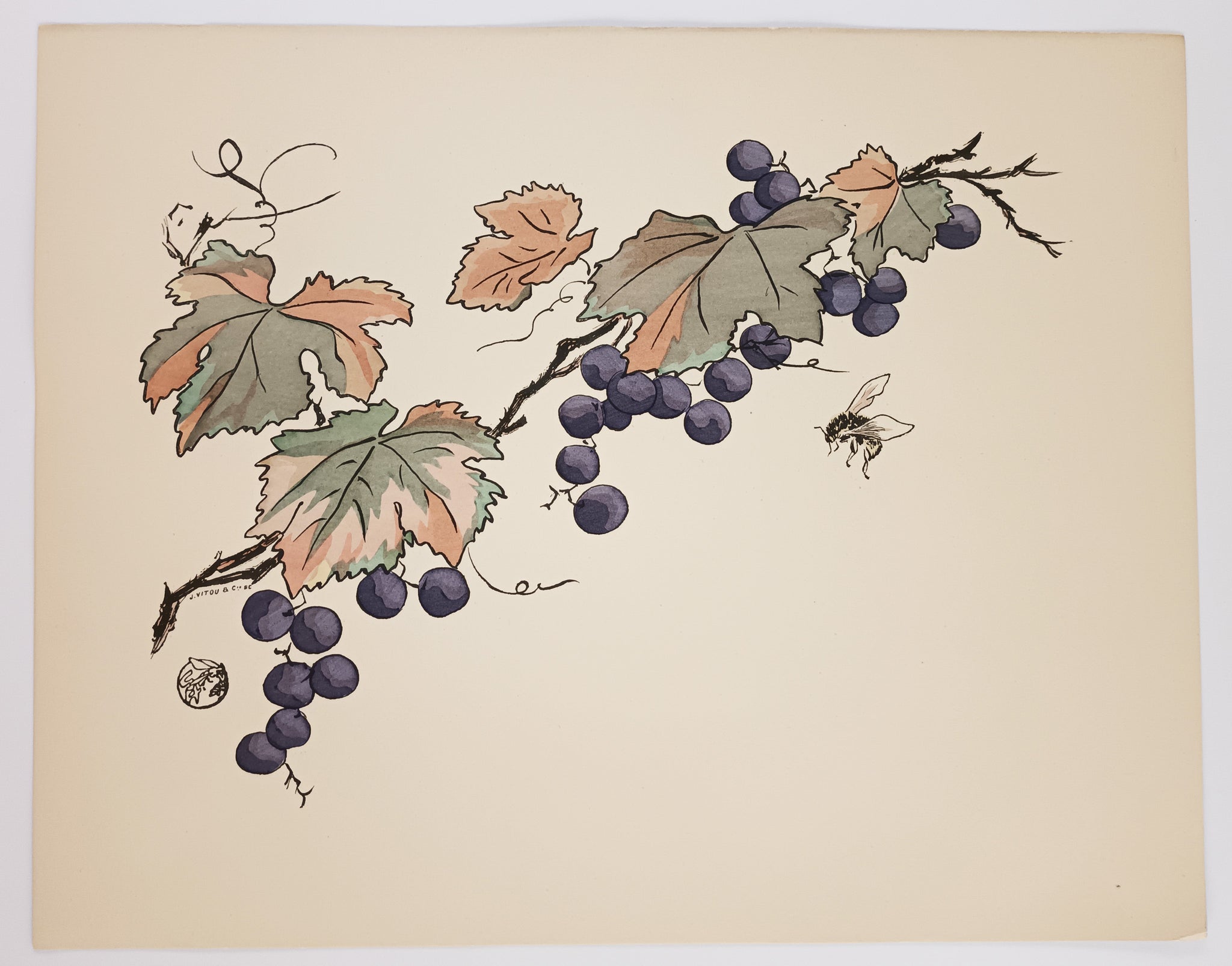 Grappes de raisin, feuilles de vignes et abeille. Vers 1899.