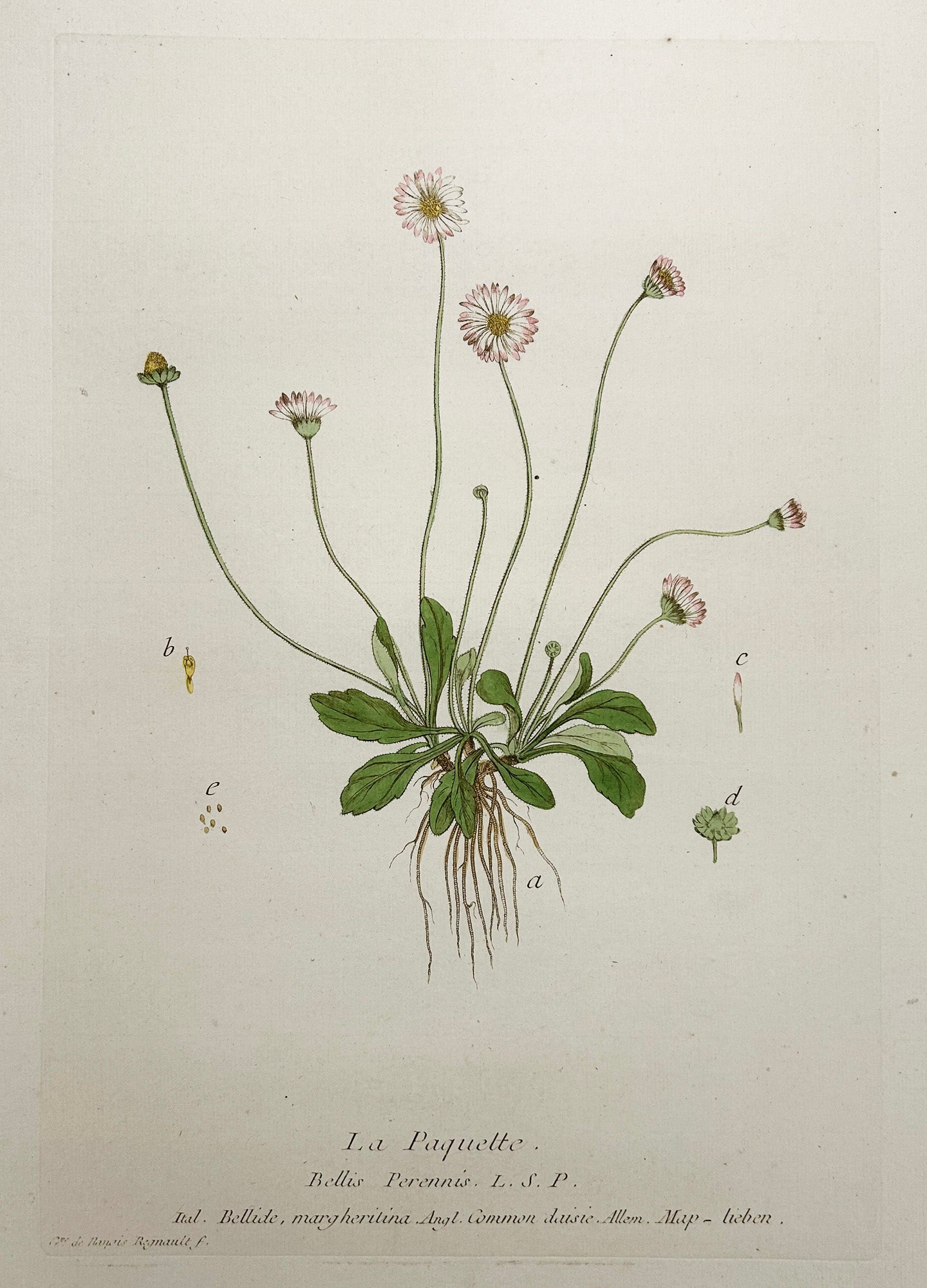 La Paquette.  1774.