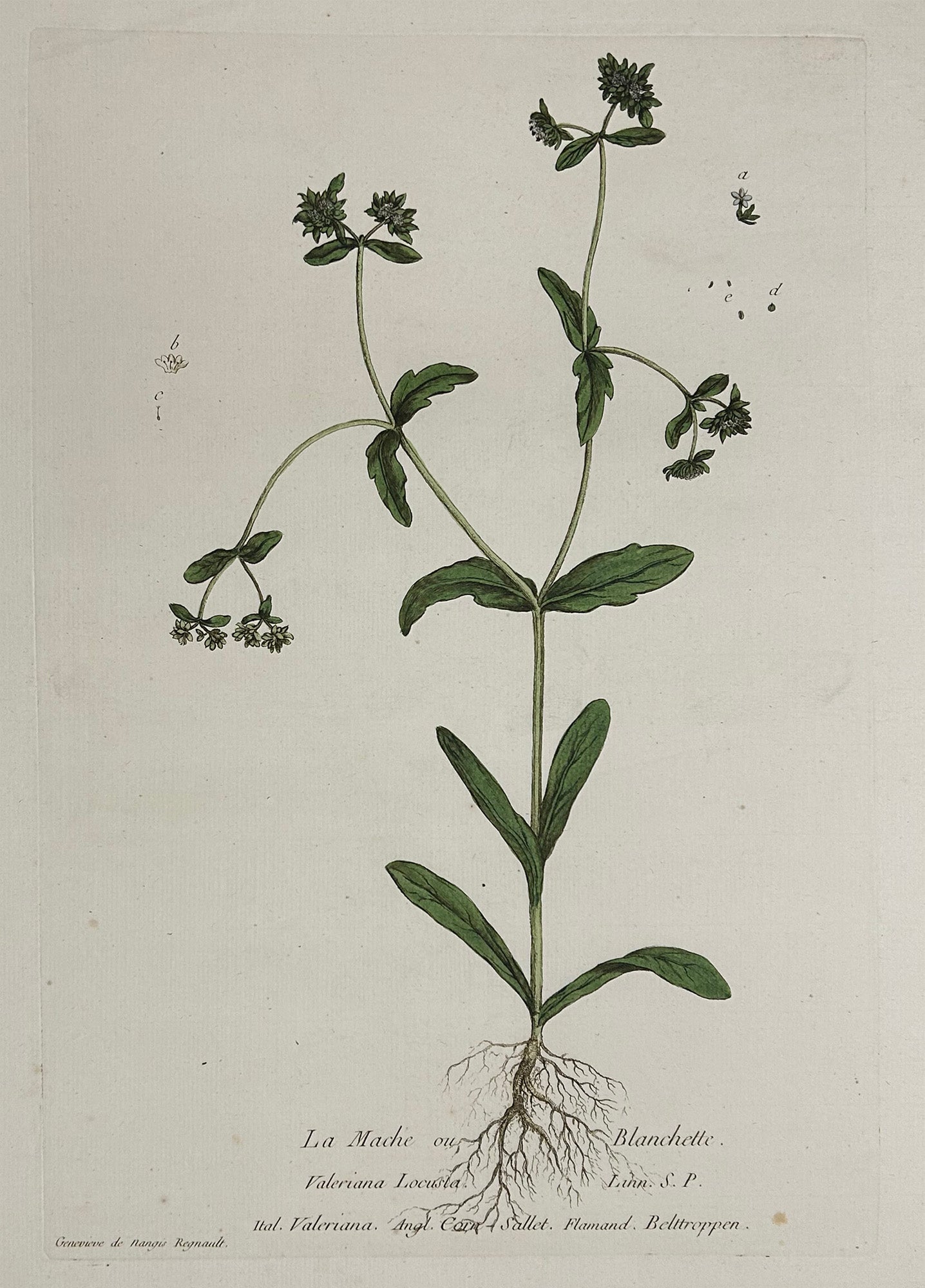 La Mache ou Blanchette. 1774.