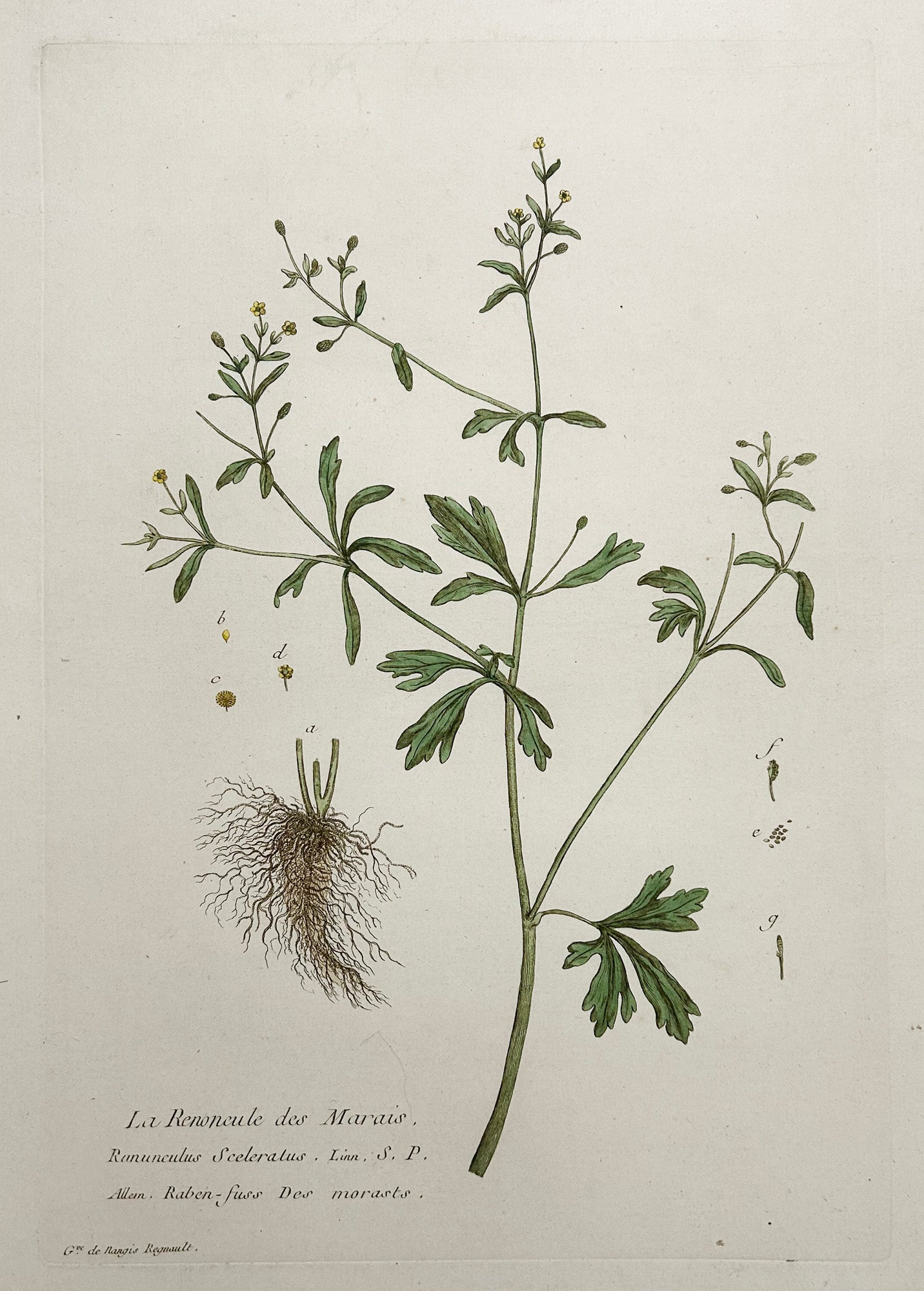 La Renoncule des Marais.  1774.