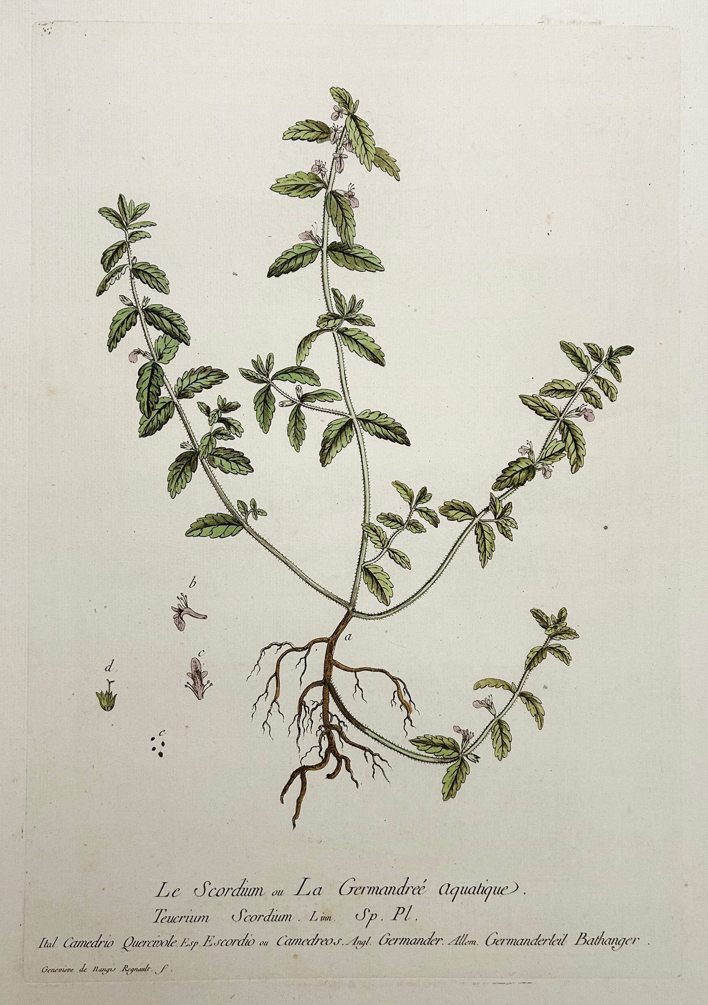 Le Scordium ou La Germandée Aquatique.  1774.