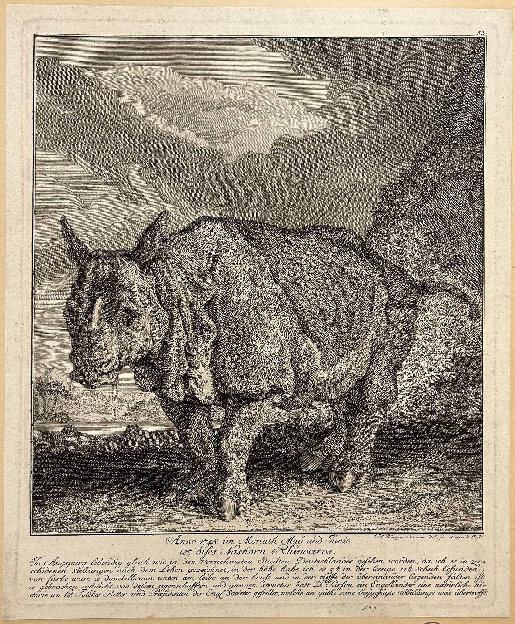 Le Rhinocéros
