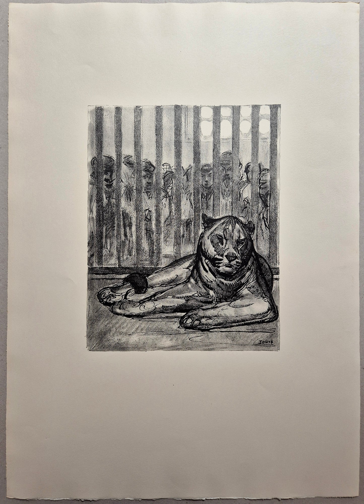 La lionne. Jouve, félin.