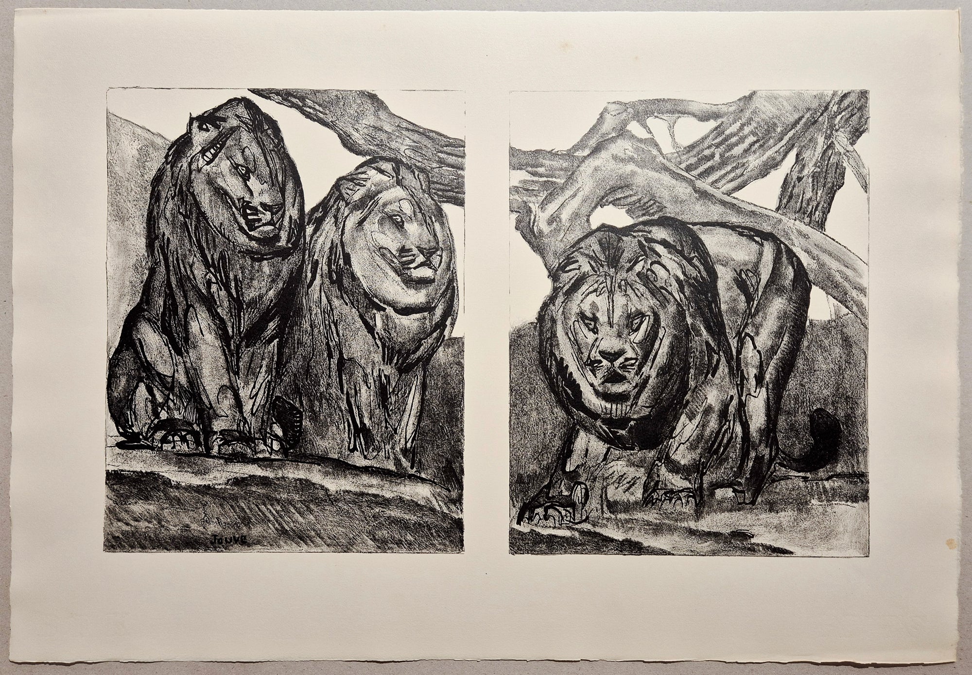Les lions. Jouve, félin.