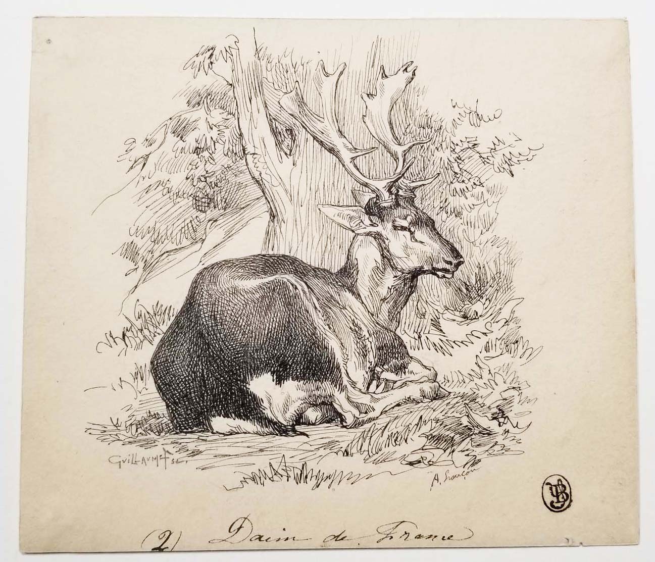 Daim de France.