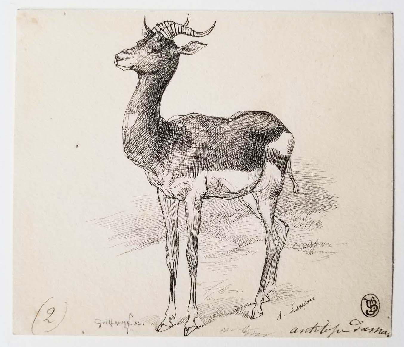 Antilope Damas.