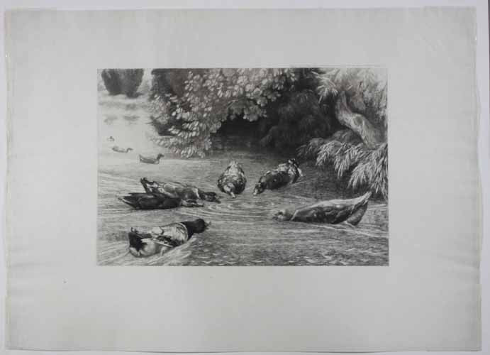 Les canards dupés.