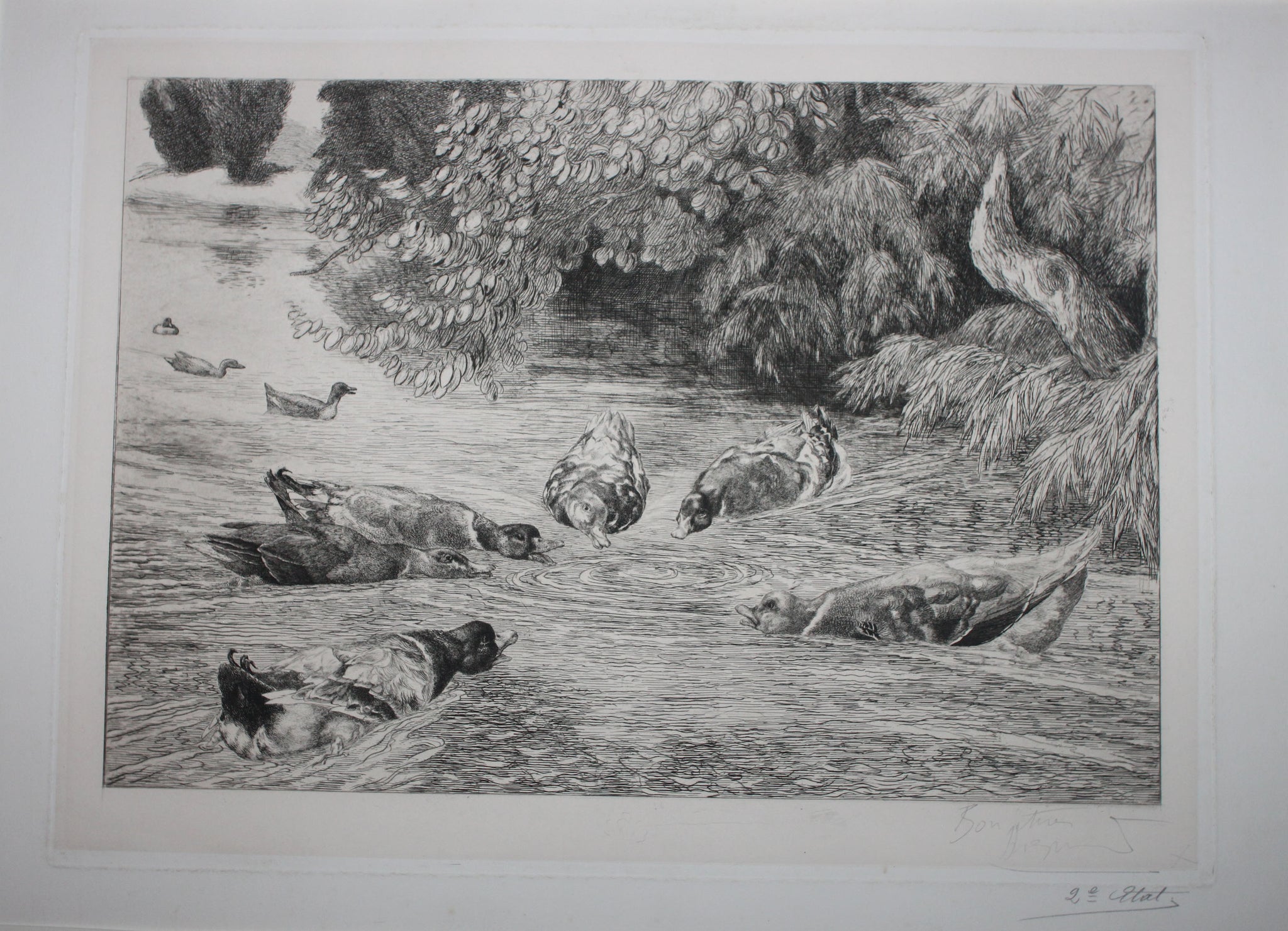 Les canards dupés (la même).