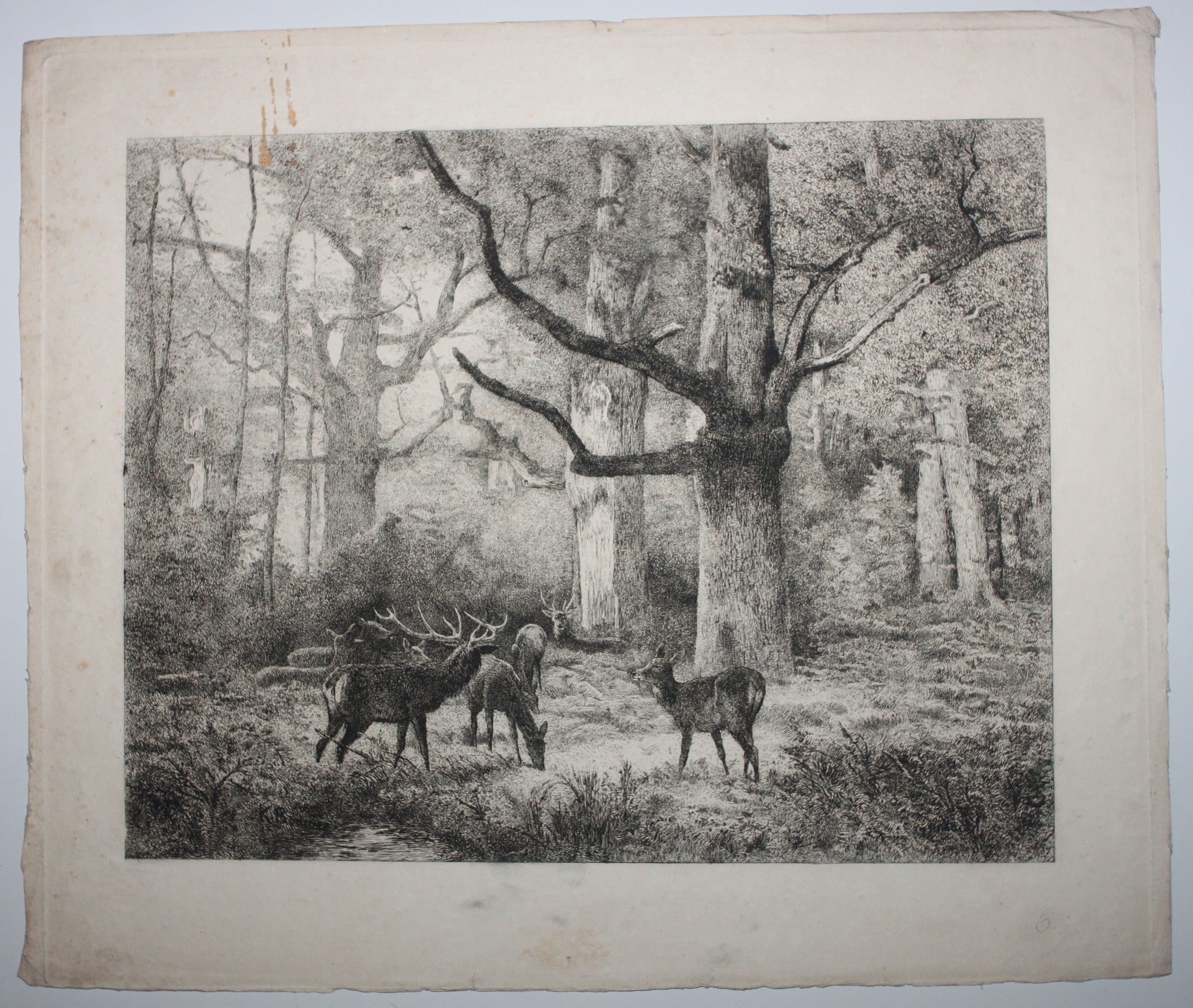 Forêt de Fontainebleau ou Les Cerfs du Bas-Bréau.