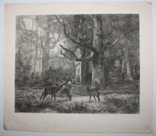 Charger l'image dans la galerie, Forêt de Fontainebleau ou Les Cerfs du Bas-Bréau.