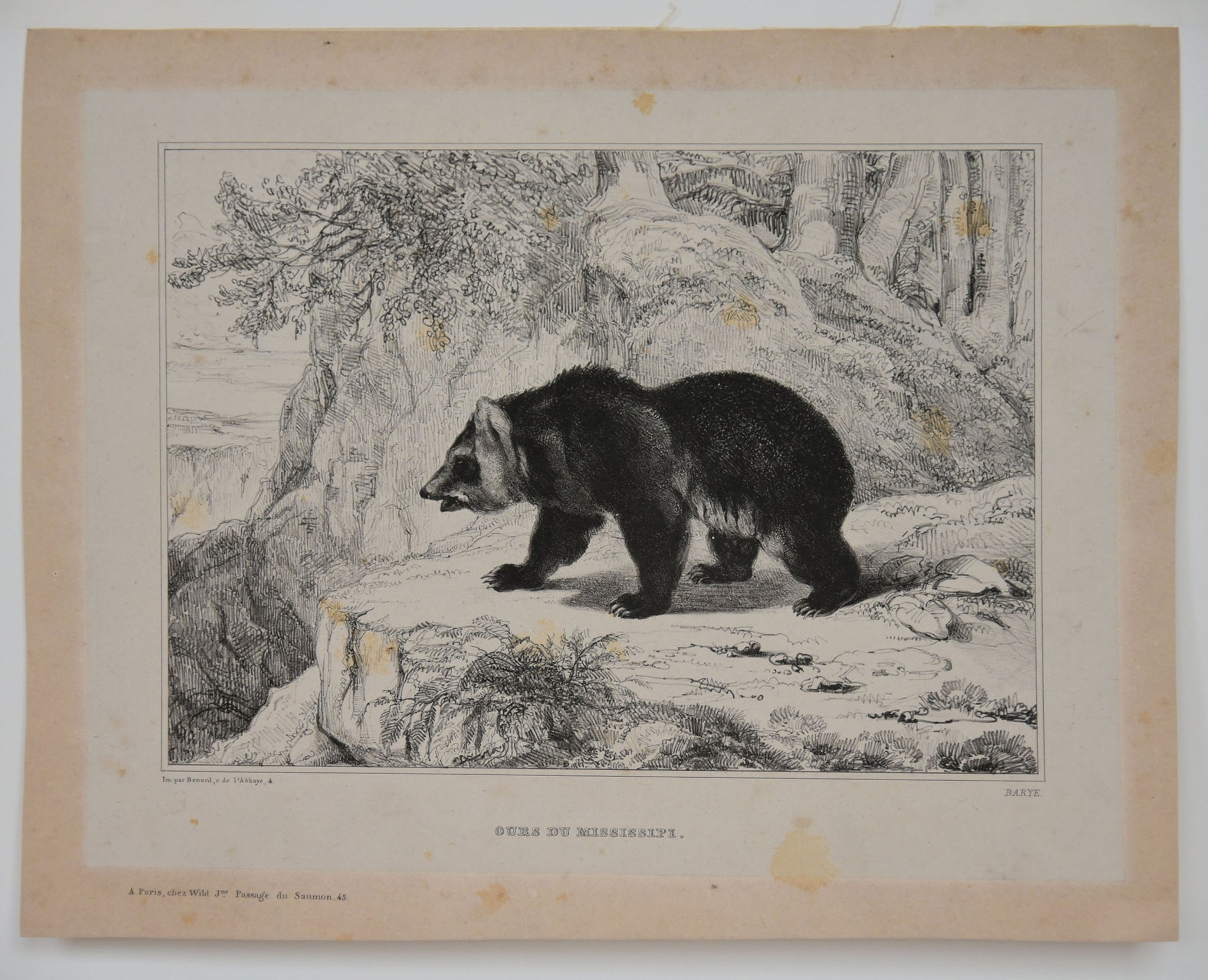 Ours du Mississipi.