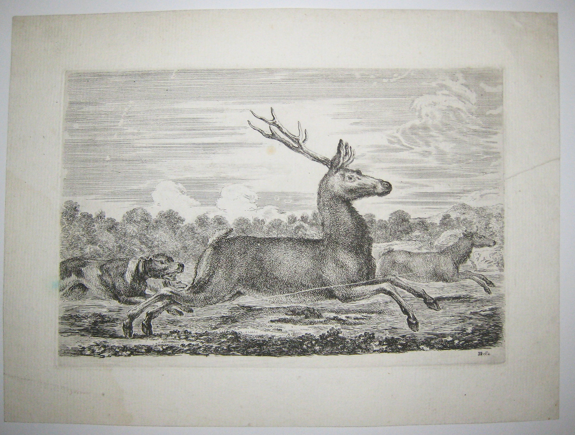 Le cerf et la biche courant.