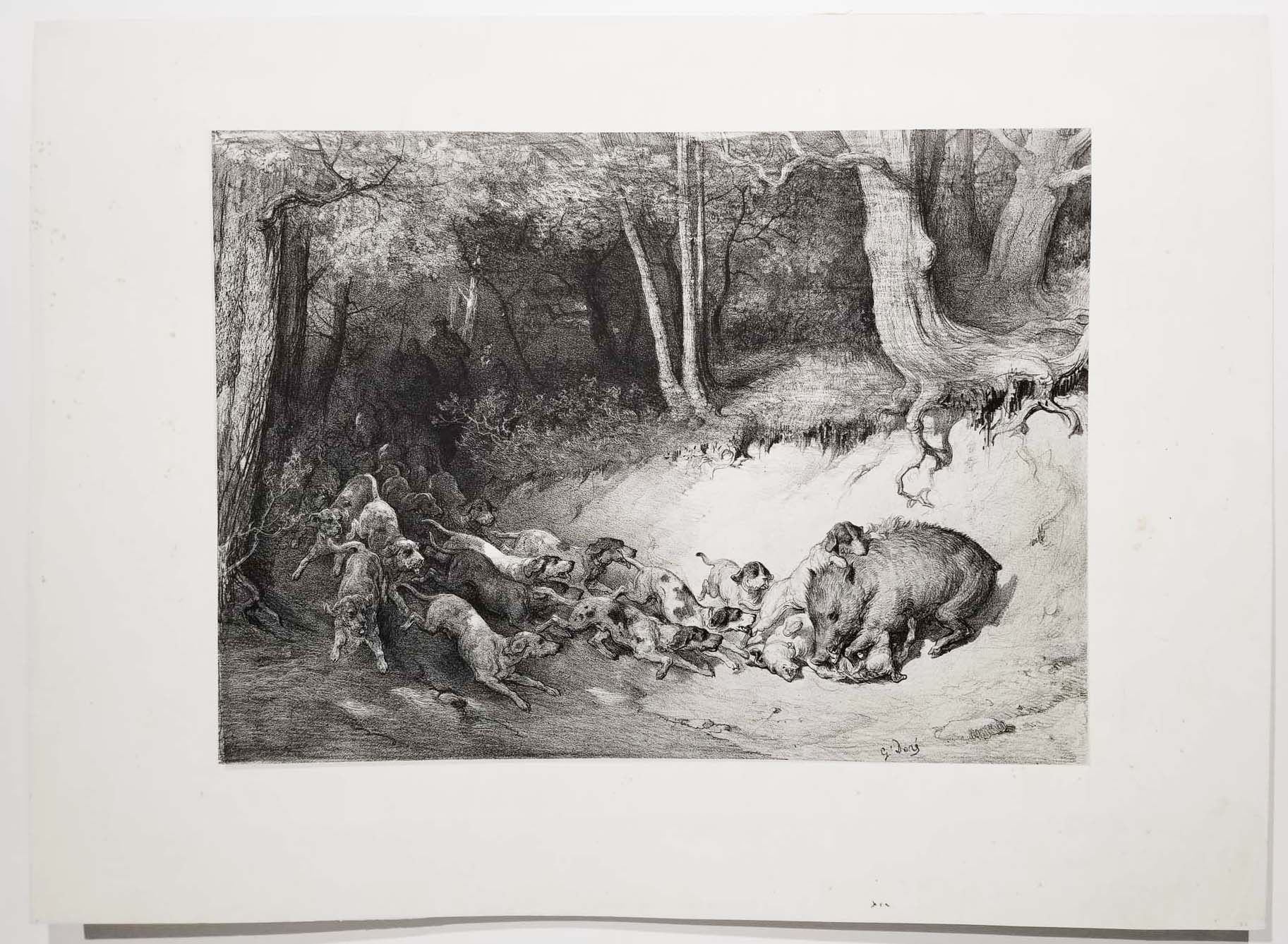 L'Hallali du sanglier.