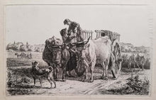 Charger l'image dans la galerie, Attelage de bœufs.