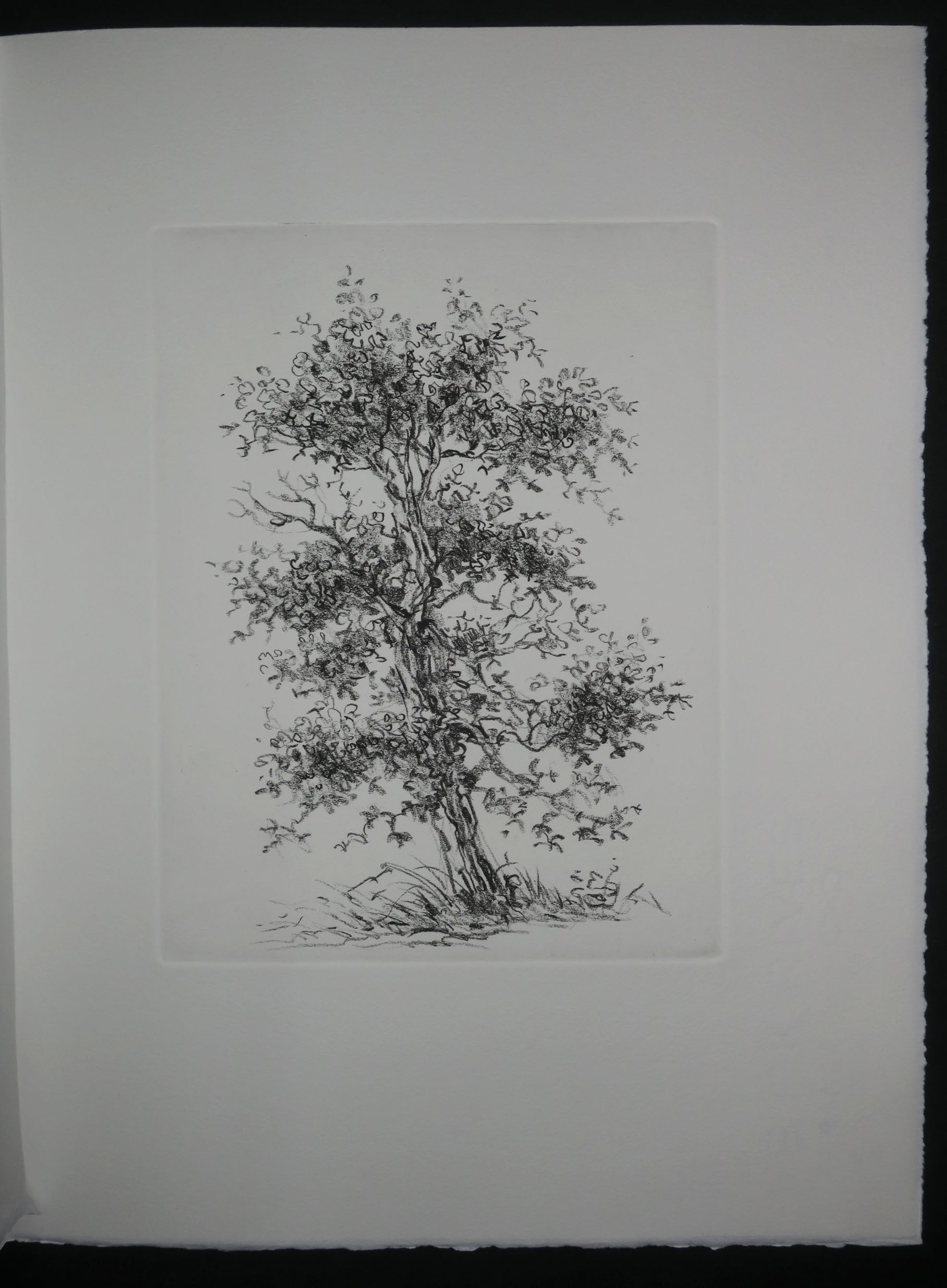 Le Temps de l’Arbre, 2006.