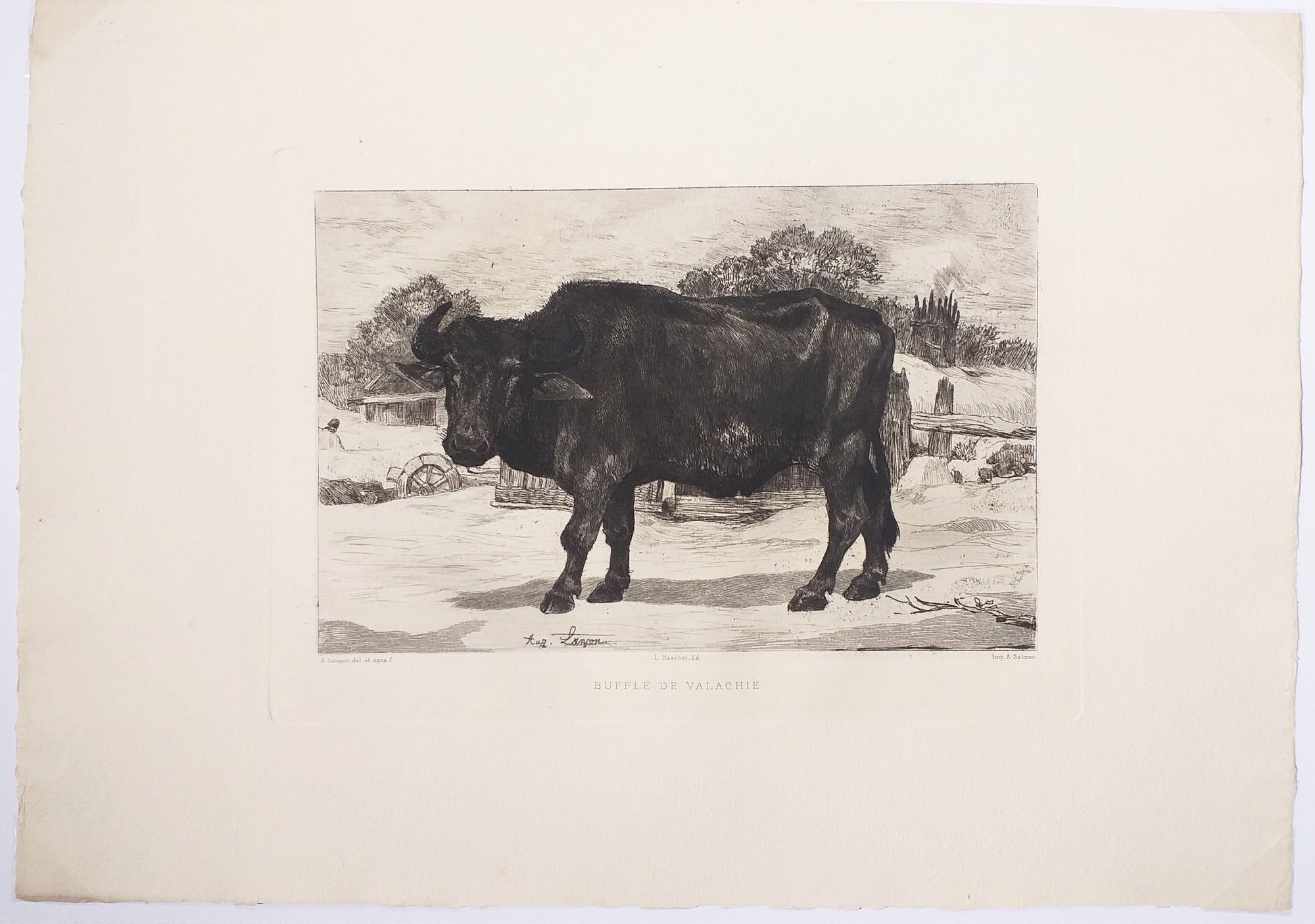 Buffle de Valachie.  1880.