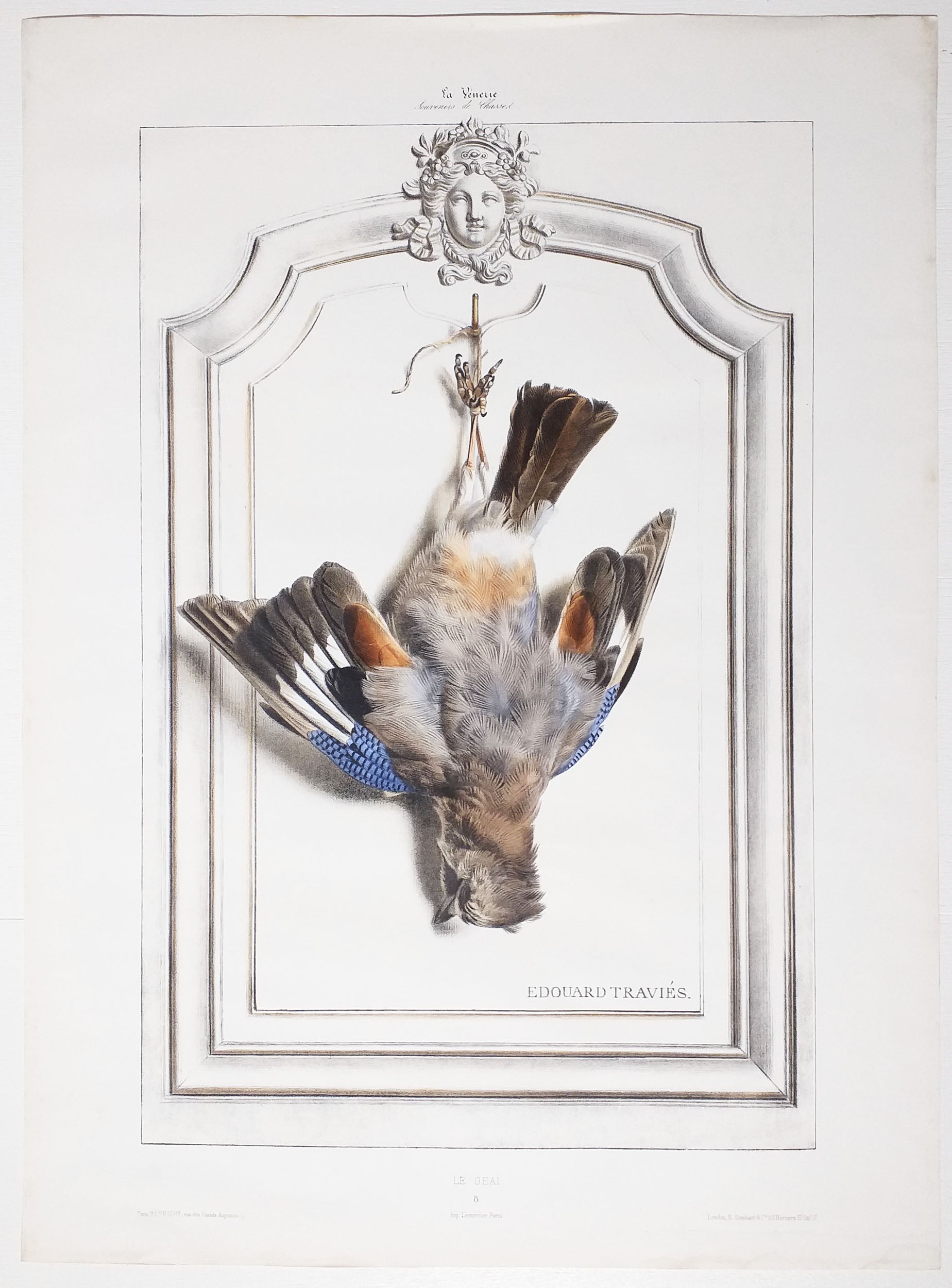 Le geai. Trophée de chasse.