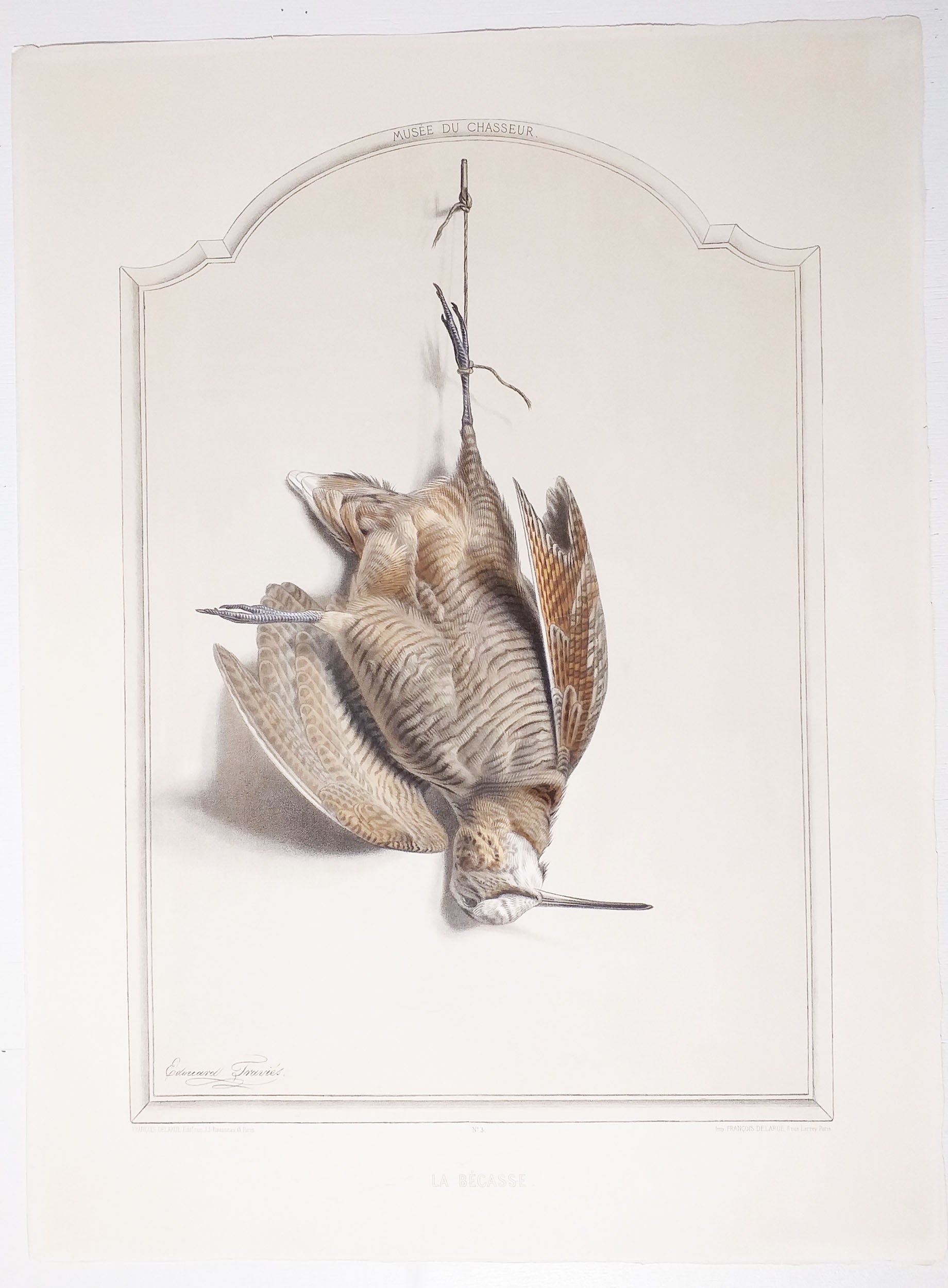 La bécasse. Trophée de chasse.