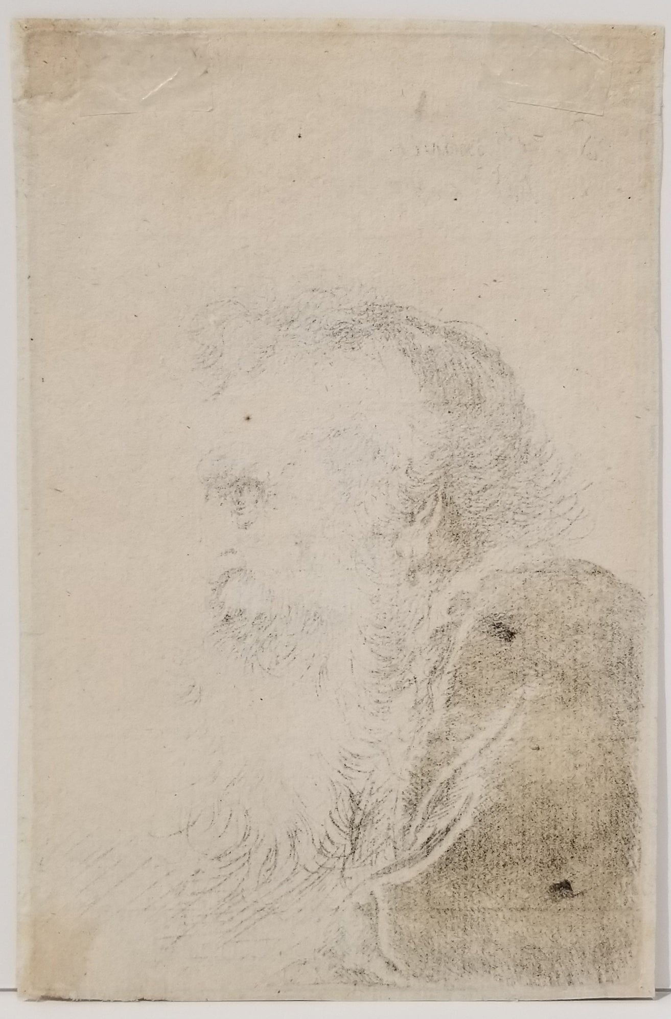 Buste de vieil homme barbu, de profil droit. 1638.