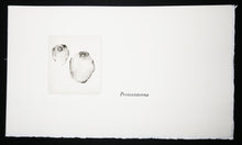 Charger l'image dans la galerie, Cotylédons et Akènes secrets, 2002.