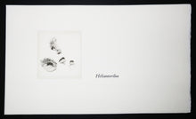 Charger l'image dans la galerie, Cotylédons et Akènes secrets, 2002.