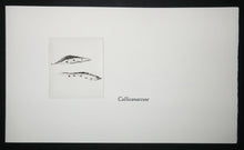 Charger l'image dans la galerie, Cotylédons et Akènes secrets, 2002.