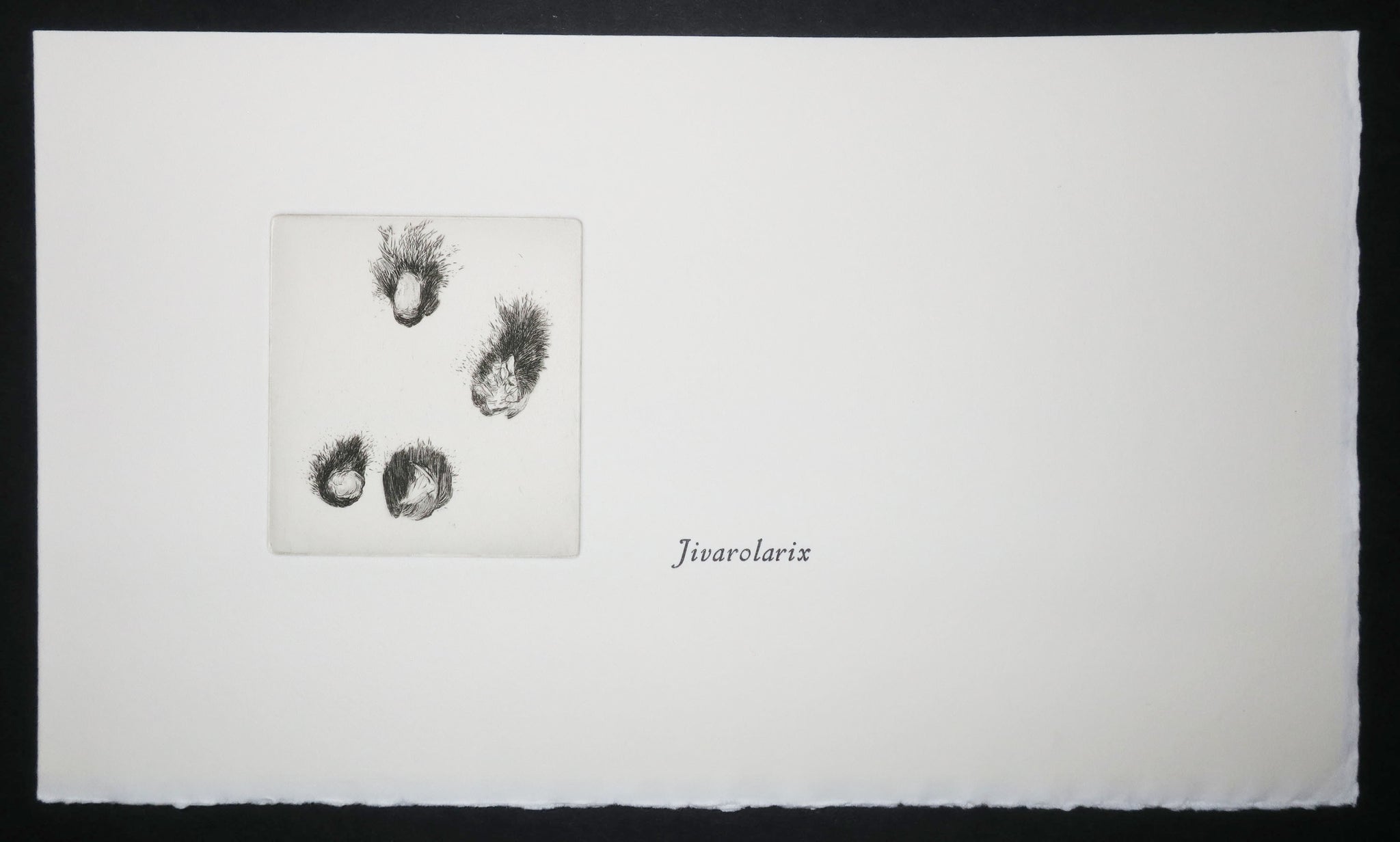 Cotylédons et Akènes secrets, 2002.