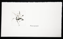 Charger l'image dans la galerie, Cotylédons et Akènes secrets, 2002.