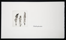 Charger l'image dans la galerie, Cotylédons et Akènes secrets, 2002.