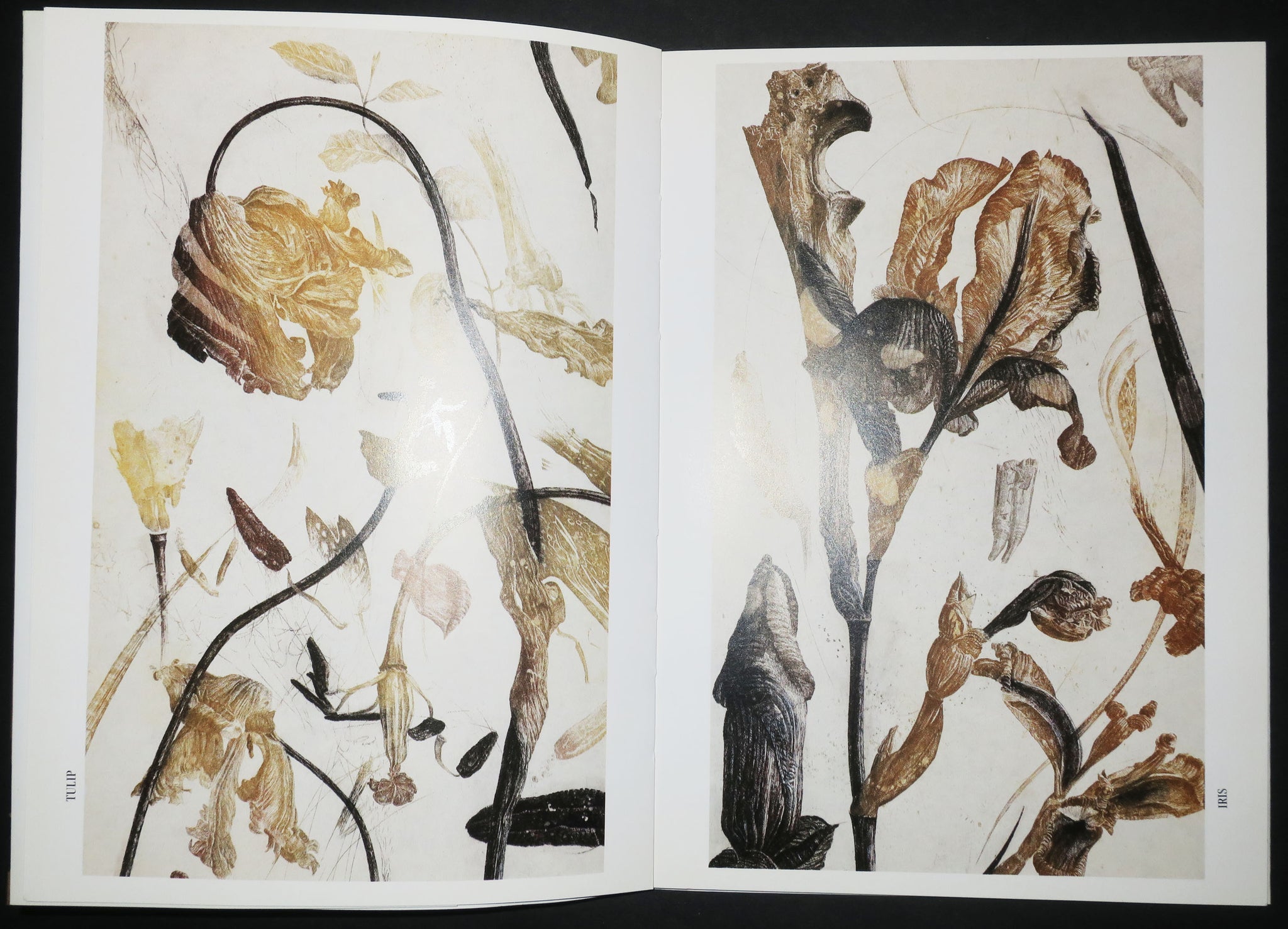 Les fleurs du Nall, au Palais des Papes, Avignon, du 8 juin au 4 août 1988.