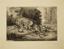 Charger l'image dans la galerie, Tigre se désaltérant.