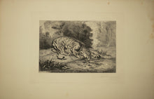 Charger l'image dans la galerie, Tigre se désaltérant.