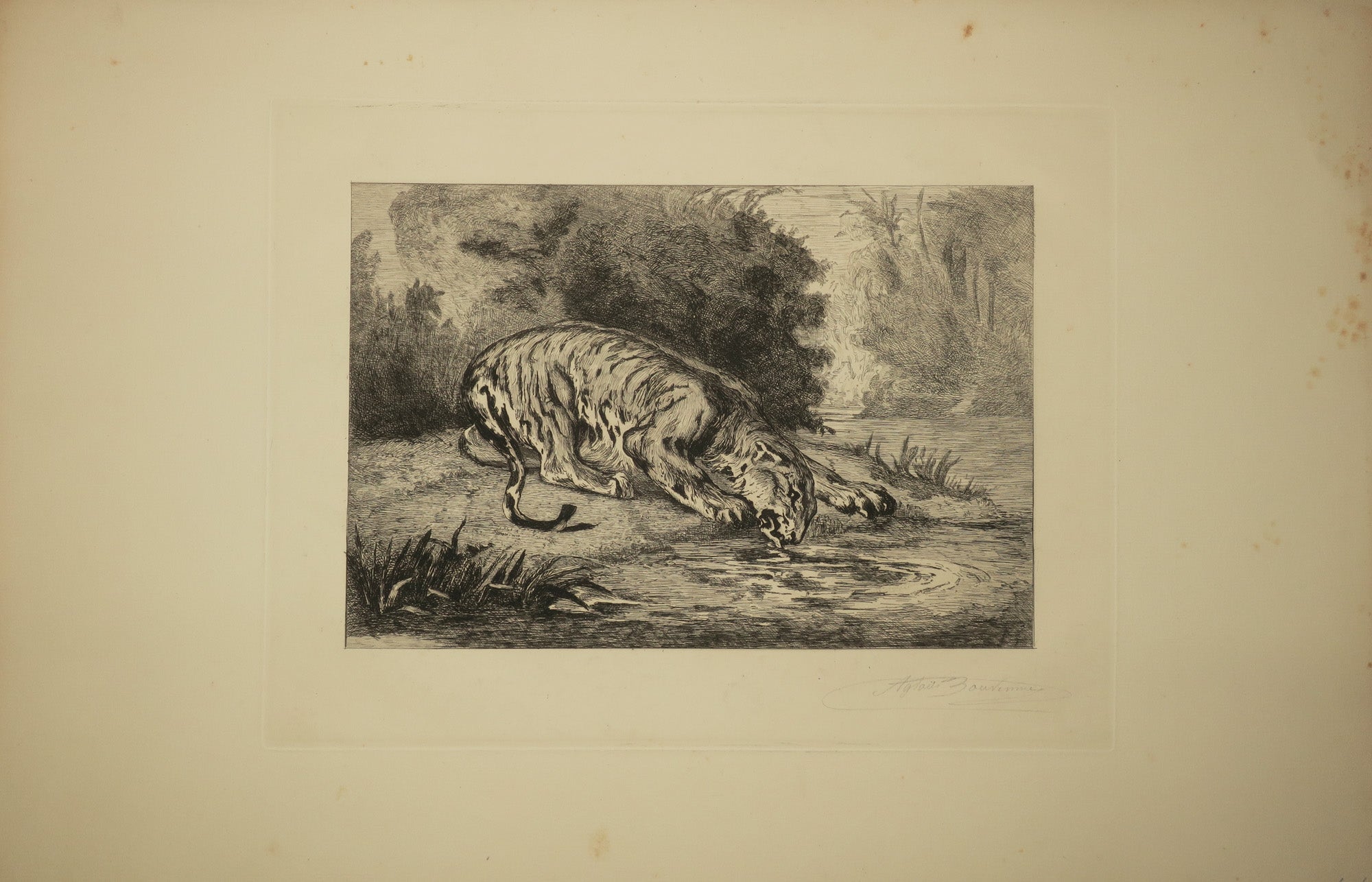 Tigre se désaltérant.