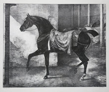 Charger l'image dans la galerie, Cheval noir attaché dans une écurie.