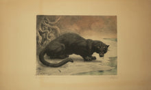 Charger l'image dans la galerie, Panthère noire. 1898.