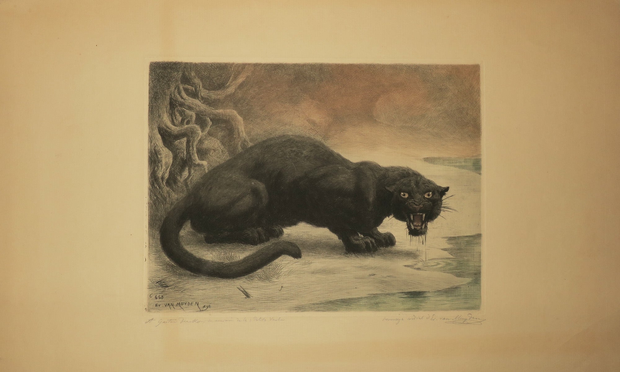 Panthère noire. 1898.