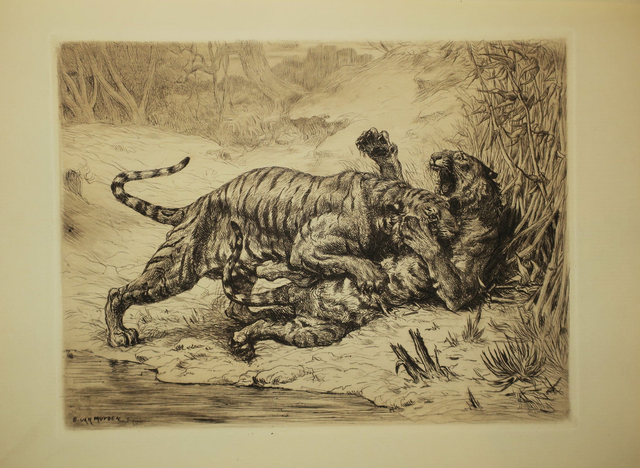Combat de tigres.