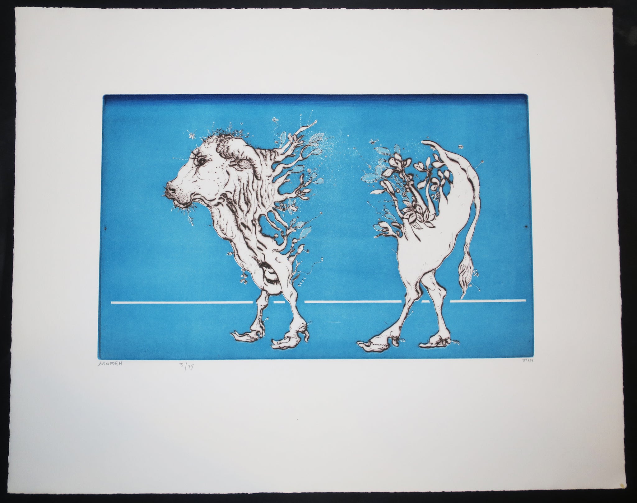 La métamorphose du zébu.  1975.